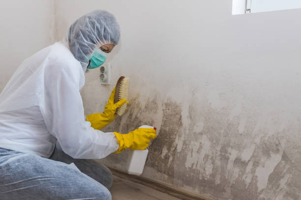 Best Water Damage & Mold Remediation  in Heyworth, IL