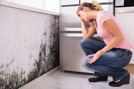 Trusted Heyworth, IL Mold Removal Services Experts